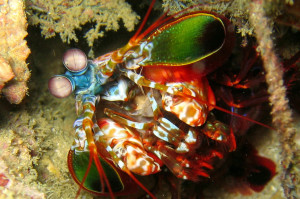 At the Bidas divers can see praying mantis shrimp while diving