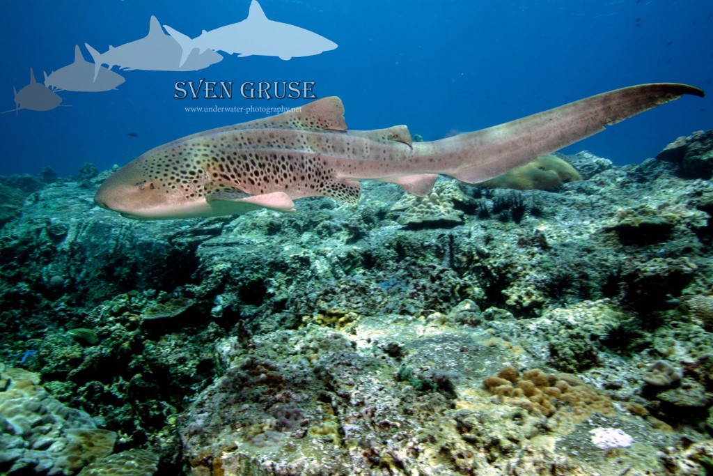 Shark Point and Anemone Reef give divers a chance to see leopard sharks