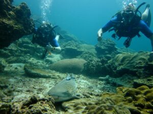 Hin Bida is an under water mountain between PP and Koh Lanta