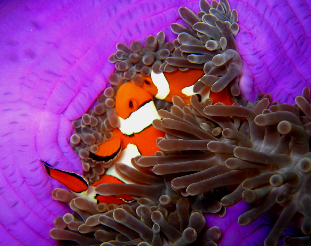 Anemone Reef has many anemone fish