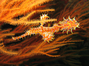 Between the corals on Koh Ha a diver can find the tiny ghostpipe fish