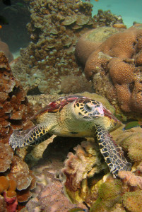 Schildpad en koralen bij Koh Haa