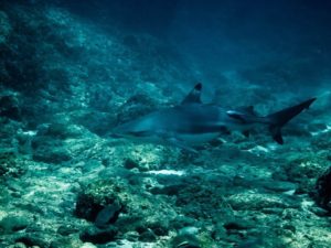 On Koh Phi Phi you can find black tip sharks