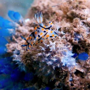 many small snales at Koh Rok