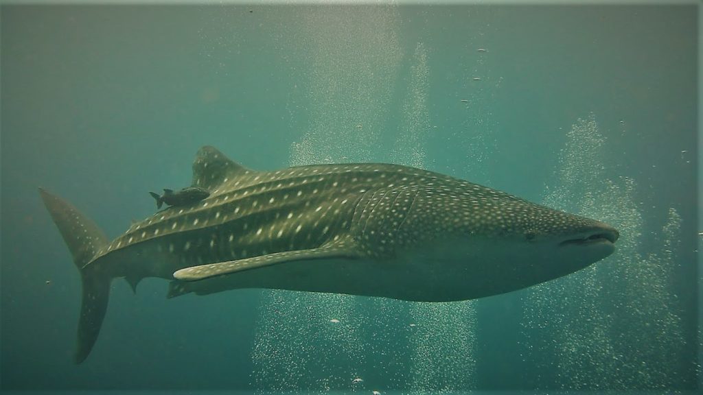 Whaleshark at Hin Daeng picture from Phillip (diver Andaman Dive Adventure)