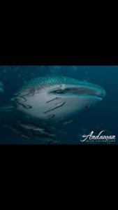 Whale shark by our photographers