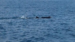 3 whale sharks between the Bida islands and Koh Lanta