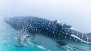 One more whale shark