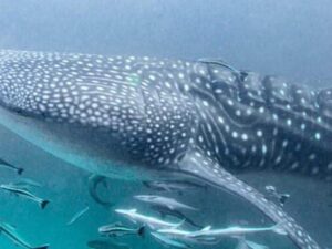 7 Days Diving Package with a Whale shark at Koh Ha. 7 Dagen Duikpakket 7 Tage Tauchpaket